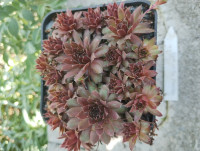 /album/fotogalerie-nabidka/sempervivum-pacific-tightwad-jpg/